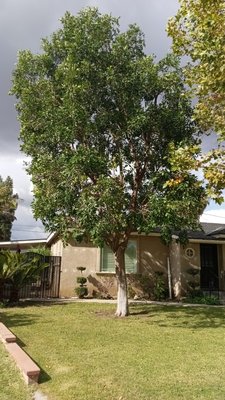 Natural thin and lace - Tree lacing and natural pruning is done for saftey and for overall health. Aesthetically appealing our certified tree trimmers will be sure Natural thin and lace - Tree lacing and natural pruning is done for saftey and for overall health. Aesthetically appealing our certified tree trimmers will be sure
