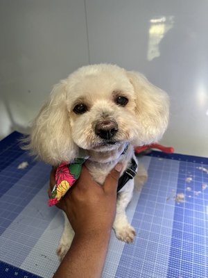 Pawfectly Groomed - Looking for professional dog grooming near you? At 88 Pet Spa, we specialize in gentle, stress-free mobile dog grooming across the San Fernando Valley and Los Angeles. From soothing baths and stylish breed-specific trims to careful nail care and ear cleaning, our experienced groomers keep your pup looking sharp and feeling comfortable — all in a safe, welcoming environment. Book your trusted mobile groomer today and see why local pet parents keep coming back! Pawfectly Groomed - Looking for professional dog grooming near you? At 88 Pet Spa, we specialize in gentle, stress-free mobile dog grooming across the San Fernando Valley and Los Angeles. From soothing baths and stylish breed-specific trims to careful nail care and ear cleaning, our experienced groomers keep your pup looking sharp and feeling comfortable — all in a safe, welcoming environment. Book your trusted mobile groomer today and see why local pet parents keep coming back!
