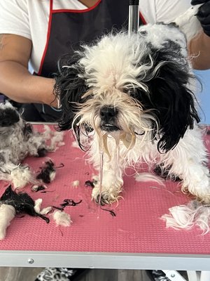 Severely matted baby - This poor baby was slobbering at the thought of getting a bath, hair cut, and nail grind Severely matted baby - This poor baby was slobbering at the thought of getting a bath, hair cut, and nail grind