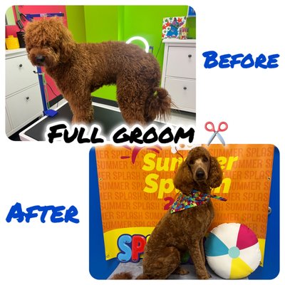 Before & After Groom - Splash and Dash Grooomerie & Boutique offers full grooming service. Our full groom includes haircut all over, bath, brush, high velocity blow dry, nail trim, & ear cleaning. Call today to get your quote!