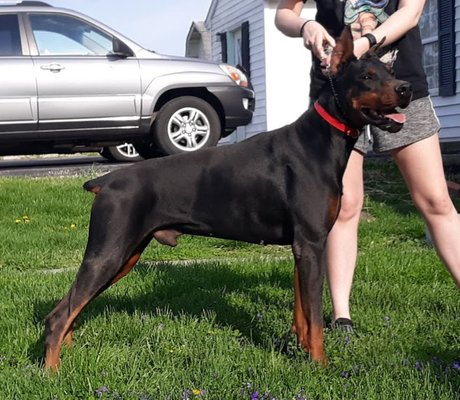 Jackson's Ace vom Haus Baris - Ace is 100% European Doberman, Perfectly proportioned, he brings with him OVER 25 CHAMPIONS in his three generation pedigree. At 27", he is tall, dark, and incredibly handsome. Ace's personality alone would be worth passing on even if he were not genetically superior. He's a gentle giant bent on physical hugs, constant touch, and words of praise. Driven to please, Ace's training shines through. He takes love seriously and himself with a grain of salt. He's a pleasant blend of serious and goofy, making him a well-rounded stud complimentary for any dam. Given his incredible temperament and his peace-making nature, he's already in training to be a PTSD service dog! Jackson's Ace vom Haus Baris - Ace is 100% European Doberman, Perfectly proportioned, he brings with him OVER 25 CHAMPIONS in his three generation pedigree. At 27", he is tall, dark, and incredibly handsome. Ace's personality alone would be worth passing on even if he were not genetically superior. He's a gentle giant bent on physical hugs, constant touch, and words of praise. Driven to please, Ace's training shines through. He takes love seriously and himself with a grain of salt. He's a pleasant blend of serious and goofy, making him a well-rounded stud complimentary for any dam. Given his incredible temperament and his peace-making nature, he's already in training to be a PTSD service dog!