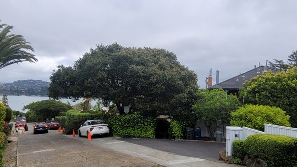Monday native live oak pruning - safety prune Monday native live oak pruning - safety prune