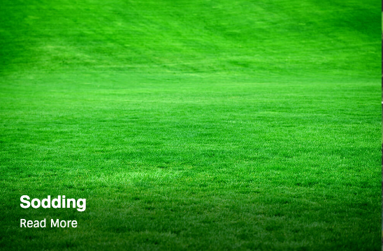 Sodding - Fresh sod dramatically increases the curb appeal of any private or commercial residence. The brilliant, thriving grass makes your outdoor space more inviting for you and your guests. Plus, if you are having any erosion problems, a strong layer of sod might be just the trick you need to maintain the excellence of your landscaping. Sodding - Fresh sod dramatically increases the curb appeal of any private or commercial residence. The brilliant, thriving grass makes your outdoor space more inviting for you and your guests. Plus, if you are having any erosion problems, a strong layer of sod might be just the trick you need to maintain the excellence of your landscaping.