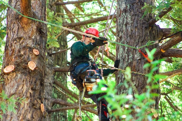Pruning and Limb Removal - Examples of our handiwork with pruning and large limb removals. Pruning and Limb Removal - Examples of our handiwork with pruning and large limb removals.
