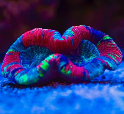 Corals & Plantlife - We're Pisces Fish & Coral, your local source for gorgeous aquatic pets and plants.
Located in Rancho Cucamonga, CA, we are thrilled to connect with fish and coral lovers all over the greater Los Angeles area. We pride ourselves on providing only the healthiest of livestock, best products, and keen customer care you’ll need to keep your tank looking healthy and fresh.
Whether it’s your first tank or you’re an aquascaping veteran, you’ll feel right at home at Pisces. Corals & Plantlife - We're Pisces Fish & Coral, your local source for gorgeous aquatic pets and plants.
Located in Rancho Cucamonga, CA, we are thrilled to connect with fish and coral lovers all over the greater Los Angeles area. We pride ourselves on providing only the healthiest of livestock, best products, and keen customer care you’ll need to keep your tank looking healthy and fresh.
Whether it’s your first tank or you’re an aquascaping veteran, you’ll feel right at home at Pisces.