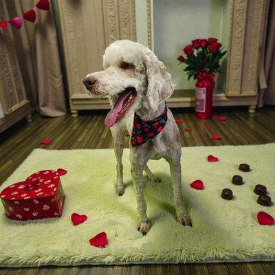 Rosie's Valentines transformation - Rosie was in need of a dematting transformation and I couldn't wait to help. she was well behaved and did a wonderful job staying still for me to work my magic. what a sweet pup! Rosie's Valentines transformation - Rosie was in need of a dematting transformation and I couldn't wait to help. she was well behaved and did a wonderful job staying still for me to work my magic. what a sweet pup!