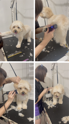 Mochi - Mochi was one of our first customers. She is such a sweet dog. Very calm and mature Mochi - Mochi was one of our first customers. She is such a sweet dog. Very calm and mature