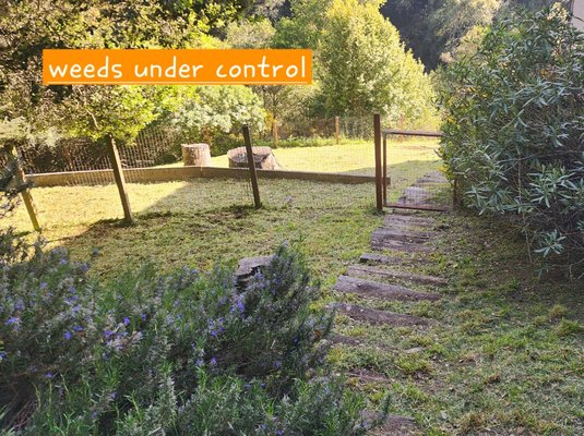 Weeds project - This yard has thick weeds on a slope. Needs to be taken care of once or twice a year. Weeds project - This yard has thick weeds on a slope. Needs to be taken care of once or twice a year.