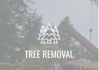 STAY SAFE BY TRIMMING YOUR TREES ON A REGULAR BASIS - Rely on our Bellingham, WA-based team for tree trimming services
Tree limbs can cause serious property damage if they fall. Luckily, you can protect your property and loved ones by arranging for tree trimming services. High Tide Services works on trees in the Bellingham, WA area and the San Juan Islands. This page is about removing tree limbs for safety reasons. If you want to remove limbs that are blocking your view, visit the View Enhancement page.