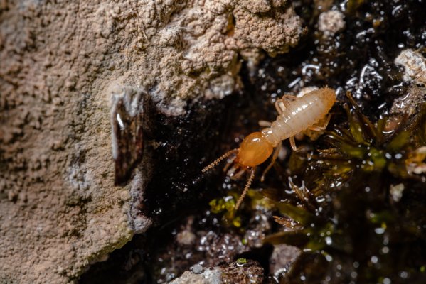 Termite Control - Complete termite control services for homes of any shapes or size. Our services offer complete termite control inside and out to make sure your biggest investment is always protected. Call us for a free inspection and estimate Termite Control - Complete termite control services for homes of any shapes or size. Our services offer complete termite control inside and out to make sure your biggest investment is always protected. Call us for a free inspection and estimate