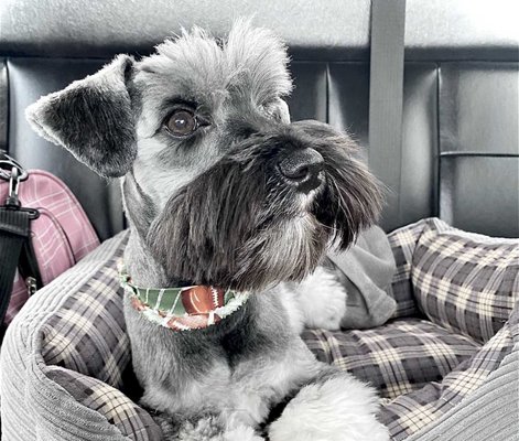 Health Certificates - Our vets are certified to provide all the required health certificates and medical treatments your pet needs for travel. Health Certificates - Our vets are certified to provide all the required health certificates and medical treatments your pet needs for travel.