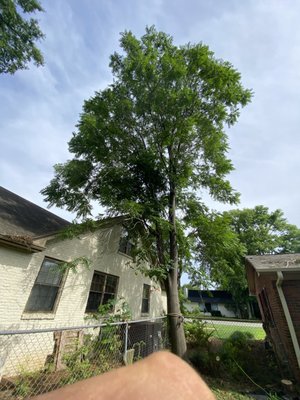 Tree care - We specialize in tree removal pruning etc… Tree care - We specialize in tree removal pruning etc…