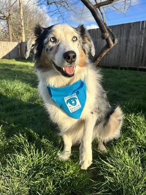 Canines for Clean Water - Tobi Grace Harrison and Scoop and Go joined Eugene’s Canines for Clean Water program and she got a free bandana! It’s free to join as well. I think turquoise is her color!
Canines for Clean Water brings awareness to pick up your dog’s poop and dispose of it properly everywhere you go because the rain can cause it to end up in the local waterways and pollute the water. No one wants that.
For more information about this program go to www.eugene-or.gov/470/Canines-for-Clean-Water and get your pooch a free bandana!
#caninesforcleanwater
#scoopandgopetwaste
#petwasteremovaleugene Canines for Clean Water - Tobi Grace Harrison and Scoop and Go joined Eugene’s Canines for Clean Water program and she got a free bandana! It’s free to join as well. I think turquoise is her color!
Canines for Clean Water brings awareness to pick up your dog’s poop and dispose of it properly everywhere you go because the rain can cause it to end up in the local waterways and pollute the water. No one wants that.
For more information about this program go to www.eugene-or.gov/470/Canines-for-Clean-Water and get your pooch a free bandana!
#caninesforcleanwater
#scoopandgopetwaste
#petwasteremovaleugene
