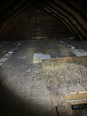 Bird nest clean up - Starlings build a few nest in attic we removed nest and sanitized the areas Bird nest clean up - Starlings build a few nest in attic we removed nest and sanitized the areas