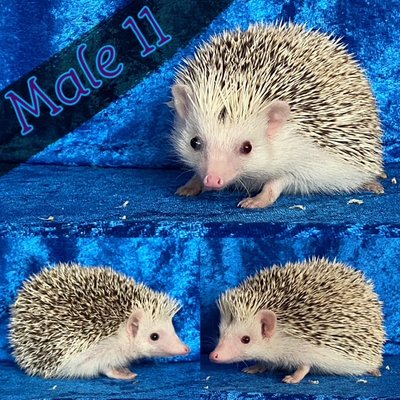 Boys Available - Hedgehog Garden breeds only the highest quality animals in the business. With a lifetime of experience breeding champion French Bulldogs, we take the same passion and care with our hedgehogs. We provide all of the color options and variants available. If you do not see what you are looking for, let us know- we can deliver! Boys Available - Hedgehog Garden breeds only the highest quality animals in the business. With a lifetime of experience breeding champion French Bulldogs, we take the same passion and care with our hedgehogs. We provide all of the color options and variants available. If you do not see what you are looking for, let us know- we can deliver!
