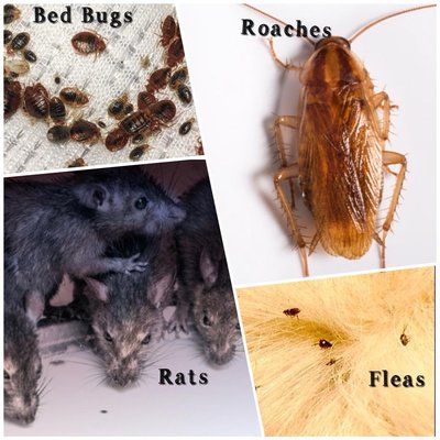 Let us help you protect your investment - Your home should be a place where you enjoy spending time. Let our team help you with all of your residential pest control needs.