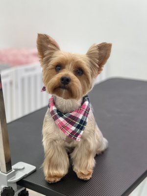 Small Size Full Grooming Service - Making dogs look great is our passion! Dogs of all shapes and sizes have been washed, trimmed, and styled by our skilled Pet Stylists. Only the best quality products are used in our comprehensive bath and haircut treatments. Make a salon appointment now, and we'll take care of the rest! This is an example of a Yorky!