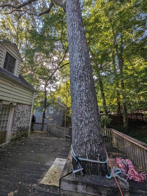 Tree removal from deck - Our licensed professionals can work on tree projects with precision, safety, and efficiency. We're equipped to take on any job, both large and small.
We believe quality tree care should be affordable, so we offer free, competitively priced quotes and we will work with your insurance company.
Call us today to schedule a free consultation that works with your schedule! Tree removal from deck - Our licensed professionals can work on tree projects with precision, safety, and efficiency. We're equipped to take on any job, both large and small.
We believe quality tree care should be affordable, so we offer free, competitively priced quotes and we will work with your insurance company.
Call us today to schedule a free consultation that works with your schedule!