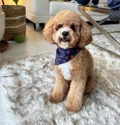 Small dogs - Full grooming services Small dogs - Full grooming services