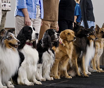 Pet Training - See Spot Run on 21 offers training classes for dogs of all ages. Our classes are designed to help owners create strong, lasting bonds with their furry companion. We believe training should be a fun and positive experience for everyone involved. All classes are held in See Spot Run’s indoor training center.