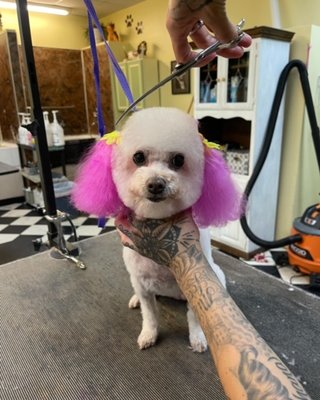 Pet Hair Dye - Here at Heavenly Paws we do offer pet safe hair dye! Here is just a couple of cuties that decided they wanted a new look!