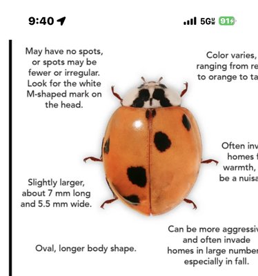 Identified during inspection- and as always can be done on first visit- of course inspection is free - Identified common pest during free inspection