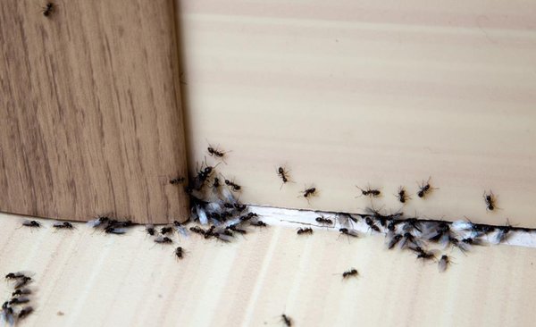 Ant Control - With over 30 years of experience, count on Frost Pest Control for effective ant control services. Get an in-depth report describing our treatments and how you can protect your homestead and family from future ant infestation. Get in touch with us for ant removal services!