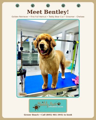 Bentley's 1st Full Haircut - 🐾 Meet Bentley!
This stunning Golden Retriever has been a regular at Muddy Paws for a while now, but this week was a big milestone — his very first full haircut! Swipe to see his before and after!
Chelsea gave Bentley the classic Teddy Bear cut, and honestly, this boy has never looked more handsome. That perfect coat, happy tongue, & big smile — we cannot get enough of this guy. He was a total gentleman through the whole groom, just like always.
Big grooms deserve big celebrations. Welcome to the next chapter, Bentley — we cannot wait to see you again!
Is your pup ready for their seasonal refresh? Give us a call to book an appointment at Muddy Paws Grooming Salon in Grover Beach.
🥇 Gold Award Winner, Best of the Central Coast
🏆 2024 Nextdoor Neighborhood Fave
🐾 Muddy Paws Grooming Salon, Grover Beach Bentley's 1st Full Haircut - 🐾 Meet Bentley!
This stunning Golden Retriever has been a regular at Muddy Paws for a while now, but this week was a big milestone — his very first full haircut! Swipe to see his before and after!
Chelsea gave Bentley the classic Teddy Bear cut, and honestly, this boy has never looked more handsome. That perfect coat, happy tongue, & big smile — we cannot get enough of this guy. He was a total gentleman through the whole groom, just like always.
Big grooms deserve big celebrations. Welcome to the next chapter, Bentley — we cannot wait to see you again!
Is your pup ready for their seasonal refresh? Give us a call to book an appointment at Muddy Paws Grooming Salon in Grover Beach.
🥇 Gold Award Winner, Best of the Central Coast
🏆 2024 Nextdoor Neighborhood Fave
🐾 Muddy Paws Grooming Salon, Grover Beach