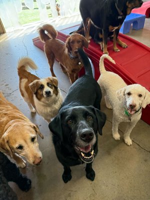 Dog Sleepover Camp - Sleepover Camp accommodations include Day Care, your pup will play all day while you're away! Be sure to tune in to our live streaming web cams! All play yards are grouped by sized, have indoor & outdoor access & are climate controlled inside. We are open every day of the year for Dog Boarding. Normal hours are 7 days a week from 7am-7pm. Holiday hours apply on major holidays. See Camp for d-tails.