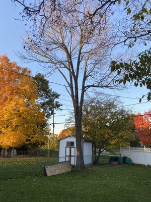 Ruby’s Tree Care - Ruby’s Tree Care is a skilled tree climber who is fully capable of removing/trimming any of your tree needs Ruby’s Tree Care - Ruby’s Tree Care is a skilled tree climber who is fully capable of removing/trimming any of your tree needs