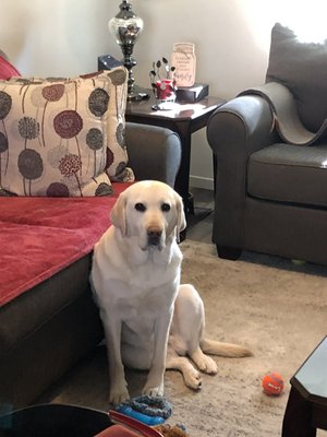 Pet Sessions, Volume 1 - Pet owners, we see you. 🐾 ❤️ 🐾 Pet Sessions, Volume 1 - Pet owners, we see you. 🐾 ❤️ 🐾