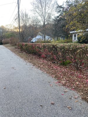 Trimming and pruning for a woman in Salem - For this project I created a burning bush hedge, I trimmed all her shrubs and trees , and also winterized all of her perennials and weeded her beds .