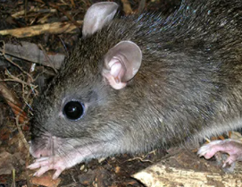 Rodent Control - There's nothing fun about finding rats around your home or property. Rats have been plaguing humans for centuries, famous for their continuously-growing sharp teeth, their desire for human food, their tendency to get into homes and buildings and create nests and their health problems - rats are the essence of a pest. Not only are rats unhealthy animals to have around your home or business, the damage rats do can be extensive and costly depending on the size of the infestation.
Call Seashore Pest Control today—we will get rid of your rat or mice infestation with safe and minimal use of chemicals. Because of the proximity of humans to the infested areas, we take extra precautions to avoid any toxicity or allergies developing in our customers.
While it’s good to be proactive in dealing with rodents, it can be very dangerous because of the diseases they carry. Call a professional exterminator immediately. Rodent Control - There's nothing fun about finding rats around your home or property. Rats have been plaguing humans for centuries, famous for their continuously-growing sharp teeth, their desire for human food, their tendency to get into homes and buildings and create nests and their health problems - rats are the essence of a pest. Not only are rats unhealthy animals to have around your home or business, the damage rats do can be extensive and costly depending on the size of the infestation.
Call Seashore Pest Control today—we will get rid of your rat or mice infestation with safe and minimal use of chemicals. Because of the proximity of humans to the infested areas, we take extra precautions to avoid any toxicity or allergies developing in our customers.
While it’s good to be proactive in dealing with rodents, it can be very dangerous because of the diseases they carry. Call a professional exterminator immediately.