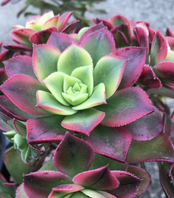 🪷 Succulents - Since 1985, Classic Nursery has been serving Southern California homeowners, landscapers, gardeners, designers, architects, and general contractors. We pride ourselves on our customer service and wholesale prices offered to the public.

We deliver throughout Southern California and provide FREE delivery to San Fernando Valley addresses for orders over $600.

Come visit us today!