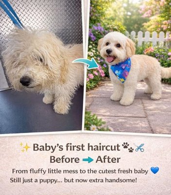Some of our furry clients! - This is a sampling of our friends in the Inland Empire. Cats, dogs and puppies! 

Please call or text to contact us: 310-684-6891