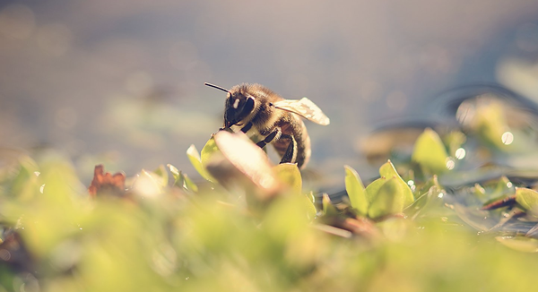 Insects - A vast number of pests, including fleas, cockroaches, dust mites and ants, fall into this category. Insects can be found in literally any area of your home - from the carpets and cupboards to the furniture upholstery and wall cracks. Treating insects with chemical compounds is the most effective means of treatment, but it must always be carried out by professionals who ensure the utmost level of safety. Insects - A vast number of pests, including fleas, cockroaches, dust mites and ants, fall into this category. Insects can be found in literally any area of your home - from the carpets and cupboards to the furniture upholstery and wall cracks. Treating insects with chemical compounds is the most effective means of treatment, but it must always be carried out by professionals who ensure the utmost level of safety.
