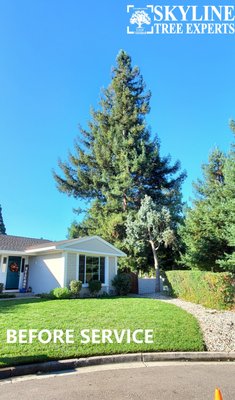 REDWOOD TREE THIN OUT - REDWOOD TREE TRIMMING SERVICE, THIN OUT BY 25%