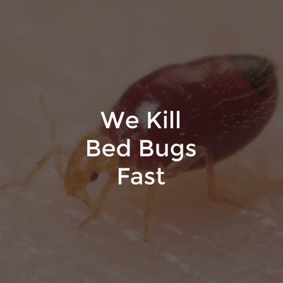 Bed Bug Treatment - We Kill Bed Bugs Fast!
ATC Pest Control is your local family owned bed bug experts. We use the most advanced technology available to eliminate all bed bugs from your home. Bed Bug Treatment - We Kill Bed Bugs Fast!
ATC Pest Control is your local family owned bed bug experts. We use the most advanced technology available to eliminate all bed bugs from your home.