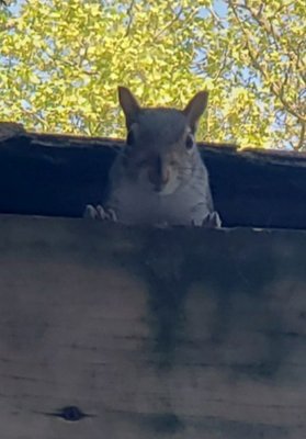 squirrel in the garage. - This squirrel lived in a garage and Bug Techs got there to remove it by using exclusionary techniques. squirrel in the garage. - This squirrel lived in a garage and Bug Techs got there to remove it by using exclusionary techniques.