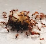 Ants Look For Food - Ants are extremely resilient. They are also very regimented and act like a small army when it comes to supplying food for the colony. Once they find an opening they will continue to use it to enter your home to find food. WardOff & Son knows how to detour them away from your home. Ants Look For Food - Ants are extremely resilient. They are also very regimented and act like a small army when it comes to supplying food for the colony. Once they find an opening they will continue to use it to enter your home to find food. WardOff & Son knows how to detour them away from your home.