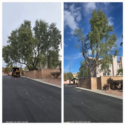 End of the year acacia project! - 12-26-2024 tree removal!