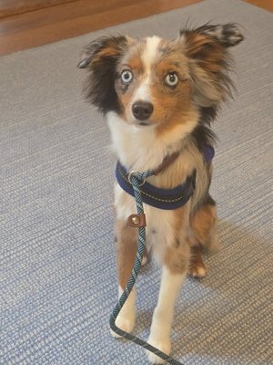 Minimizing reactivity - This toy Aussie had minor reactivity issues while traveling and settling in to his home. His owner was concerned about fear-based reactivity, jumping, and pulling in public. After just 2 session he is able to move through public spaces calmly without reacting, unwanted pulling, or jumping. Minimizing reactivity - This toy Aussie had minor reactivity issues while traveling and settling in to his home. His owner was concerned about fear-based reactivity, jumping, and pulling in public. After just 2 session he is able to move through public spaces calmly without reacting, unwanted pulling, or jumping.