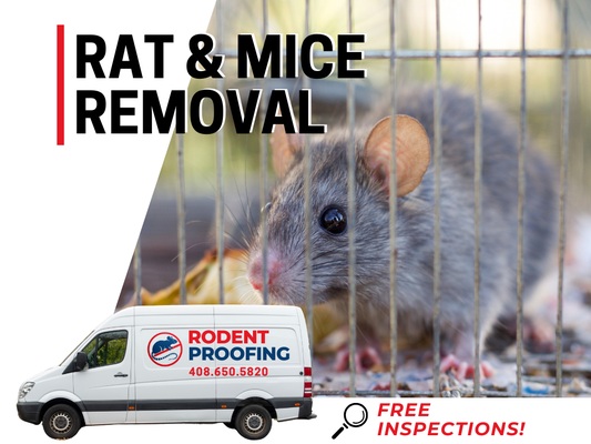 Rat & Mice Removal Services - Rat & Mice Removal Services Rat & Mice Removal Services - Rat & Mice Removal Services