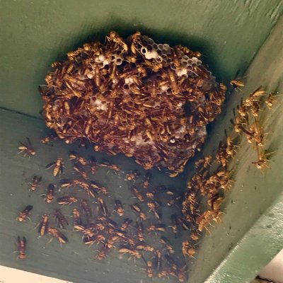 Bee & Wasp Control Services - Protecting Tucson and Southern Arizona From Bees & Wasps For Over 70 Years. Locally Owned and Family Operated. A+ BBB Rating. 8X Angie's List Super Service Award Winner. 3 X Voted Top Tucson Pest Control Company By AZ Daily Star Readers.