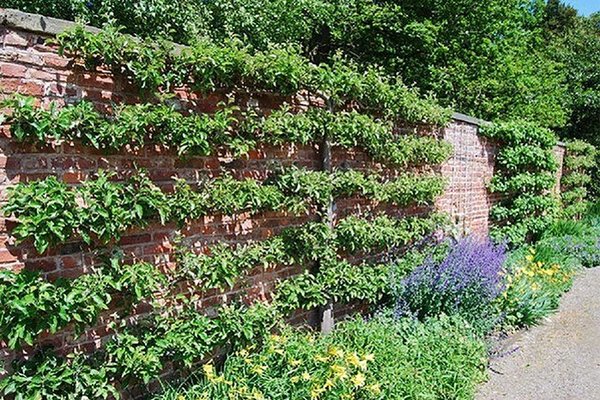 Fruit Trees - Pruning  - Education - special methods of training