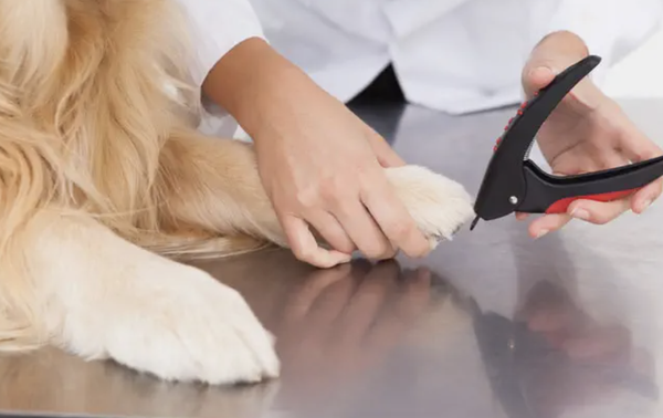 Dog Nail Trimming - Come See Us! - Keeping your pet's nails well trimmed and clean is very important, especially if you have carpet areas, hardwood floors or children. Our pets love to show affection and from time to time they will accidentally leave scratches that are quite painful. So, why not treat your best friend to a mani-"paw"di! Our cat and dog nail trimming service will ensure that your pet's nails are well taken care of without injuring your precious little one. We know you love your pet, but don't let that affection be the reason you have scratches all over. Stop by Cici's Pet Parlor and we'll make sure to treat your pet gets the best treatment our pet salon offers! Dog Nail Trimming - Come See Us! - Keeping your pet's nails well trimmed and clean is very important, especially if you have carpet areas, hardwood floors or children. Our pets love to show affection and from time to time they will accidentally leave scratches that are quite painful. So, why not treat your best friend to a mani-"paw"di! Our cat and dog nail trimming service will ensure that your pet's nails are well taken care of without injuring your precious little one. We know you love your pet, but don't let that affection be the reason you have scratches all over. Stop by Cici's Pet Parlor and we'll make sure to treat your pet gets the best treatment our pet salon offers!