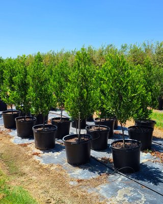 Privacy-Screening - Do you have a neighboring house you want to block, or want to have some more privacy? Well, look no further! We have multiple evergreen screen plants from Eagleston Hollies, Southern Wax Myrtles, Red Tip Photinias, and more! Please call us at 512-627-2201 or visit our website hopevalleytreefarm@gmail.com. Privacy-Screening - Do you have a neighboring house you want to block, or want to have some more privacy? Well, look no further! We have multiple evergreen screen plants from Eagleston Hollies, Southern Wax Myrtles, Red Tip Photinias, and more! Please call us at 512-627-2201 or visit our website hopevalleytreefarm@gmail.com.