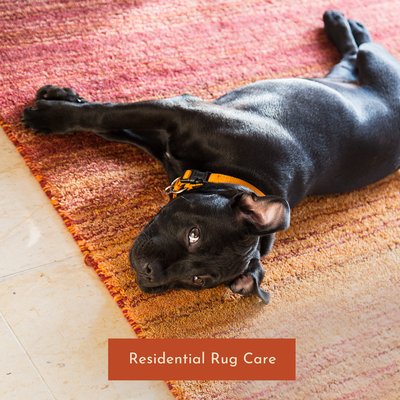 Rug Odor Elimination - Eliminate lingering odors caused by pets, spills, or everyday use with our specialized odor elimination process. We use deep-cleaning and deodorizing techniques that penetrate the fibers to remove odors at their source. Enjoy a fresher, more inviting home environment with our effective odor treatments. Rug Odor Elimination - Eliminate lingering odors caused by pets, spills, or everyday use with our specialized odor elimination process. We use deep-cleaning and deodorizing techniques that penetrate the fibers to remove odors at their source. Enjoy a fresher, more inviting home environment with our effective odor treatments.