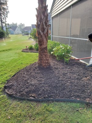 Palm Trees - These photos show the palm trees customers wanted and the locations they wanted them to be placed.