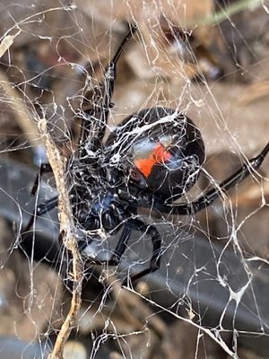 Black Widow Treatment - With the weather changing black widows are on the move and looking for better places to hide. Black Widow Treatment - With the weather changing black widows are on the move and looking for better places to hide.